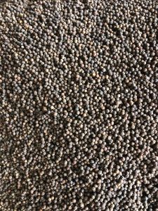 Black pepper from Vietnam