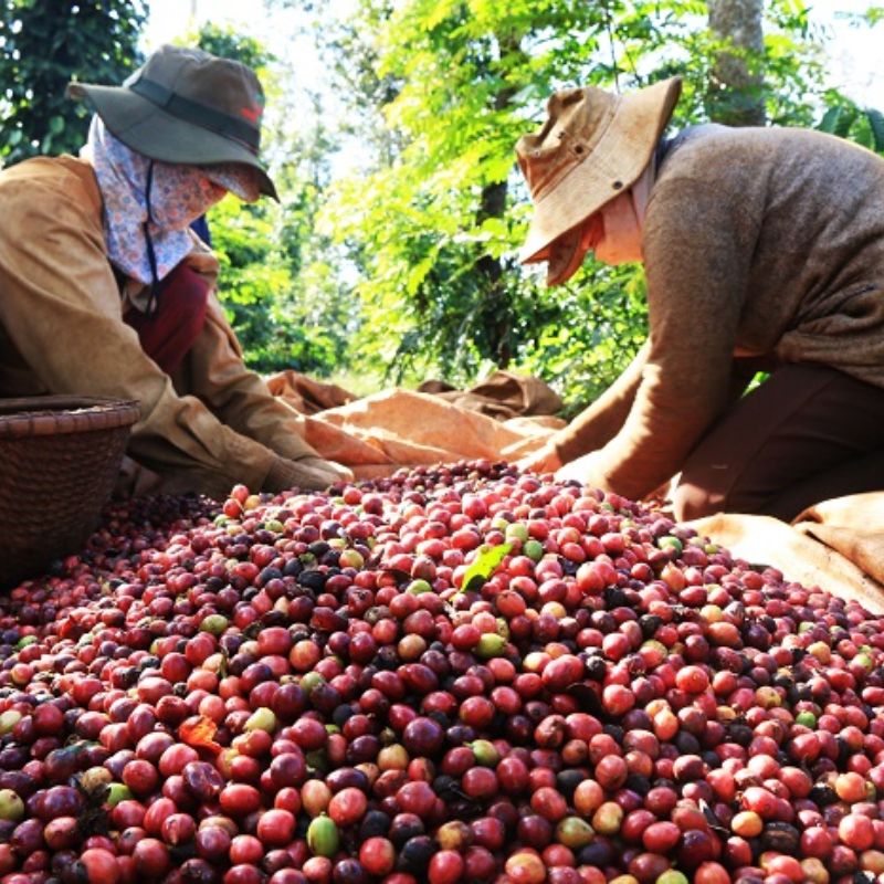 Coffee Brokerages and Sustainability: Ethical Trading Choices 7 Coffee Brokerages and Sustainability: Ethical Trading Choices