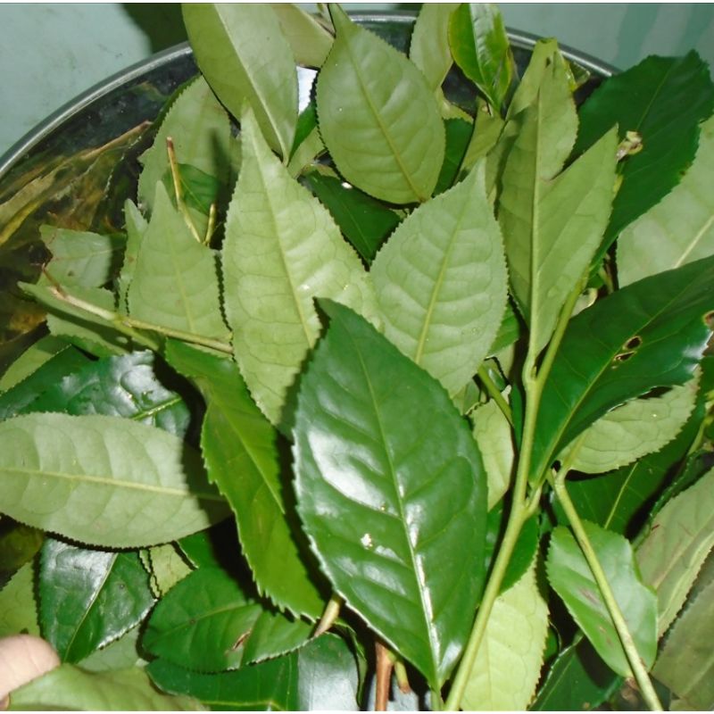 A Look into the World of Tea Brokering: Key Players and Insights