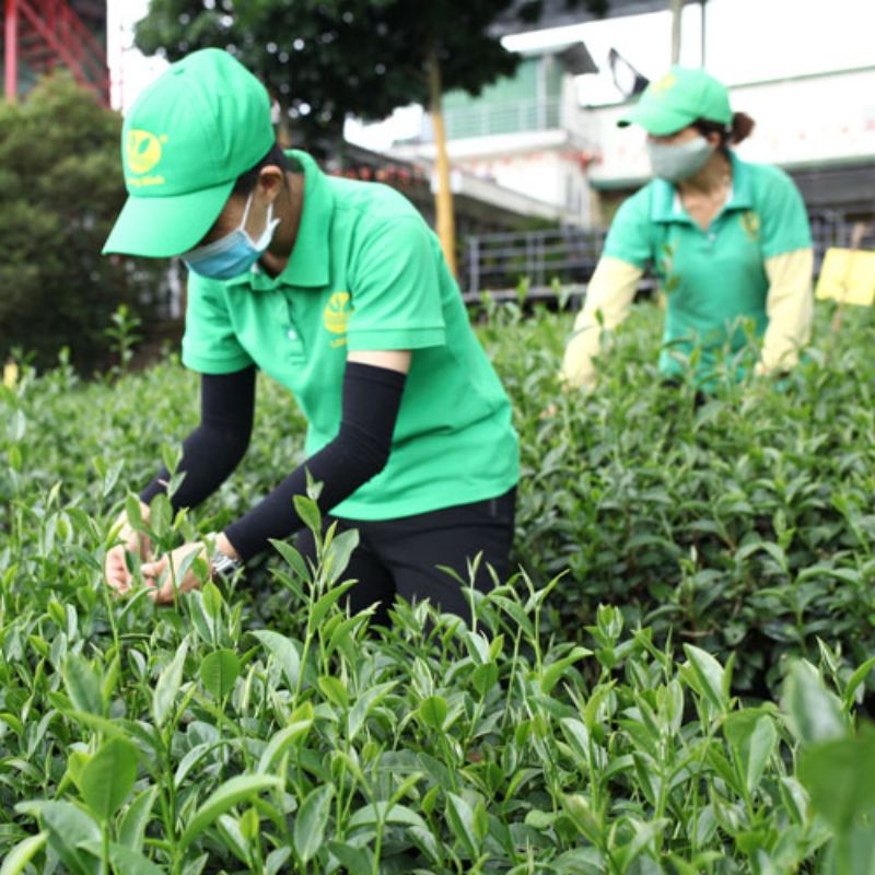 The Role of Brokerages in the Tea Industry: A Deep Dive 9 The Role of Brokerages in the Tea Industry: A Deep Dive