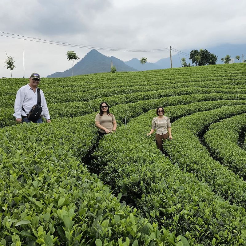 Exploring the Vibrant Tea Farms of Vietnam Blog