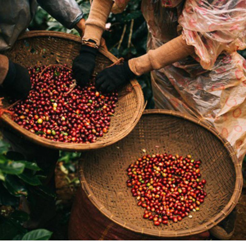 Exploring the Best Coffee Brokerages in the Market
