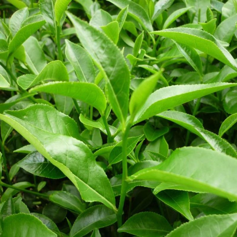 A Look into the World of Tea Brokering: Key Players and Insights