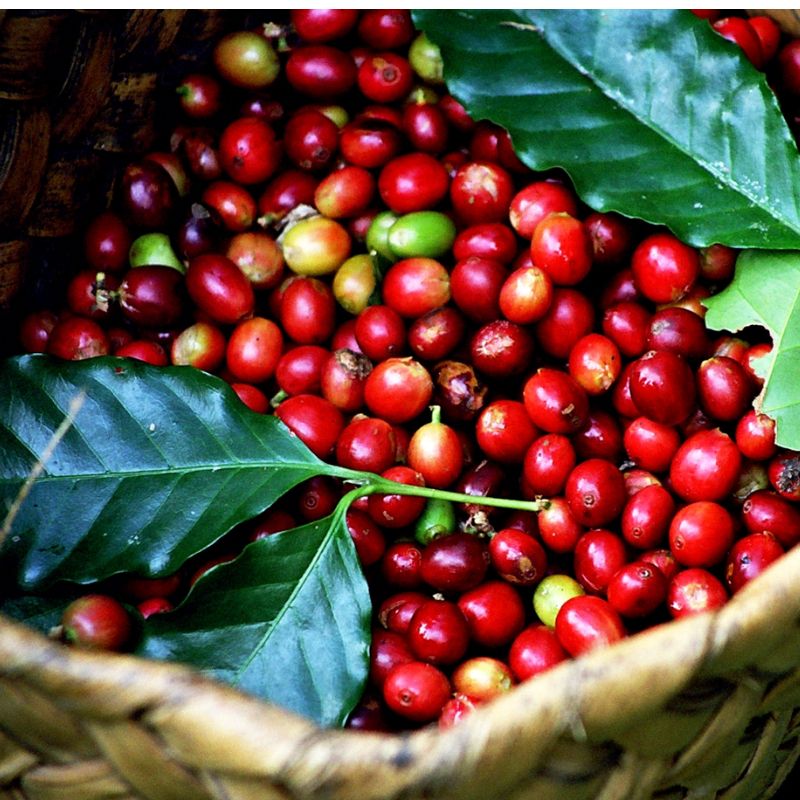 Coffee Supply Chain Management: The Role of Brokerages