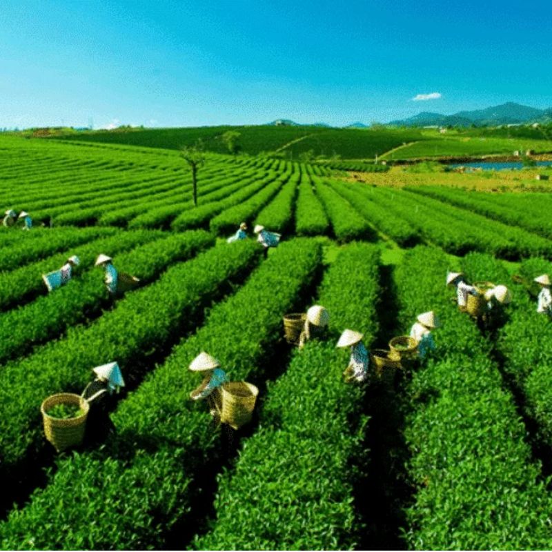 Tea Warehousing and Brokerages: Streamlining the Supply Chain