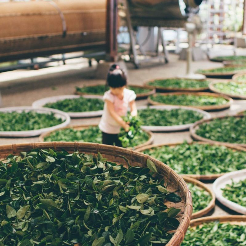 The Impact of Brokerages on the Tea Business: Case Studies and Analysis