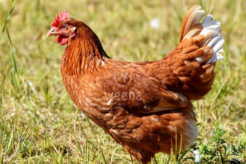 The Important of Chicken to Food Industry 6 3 12