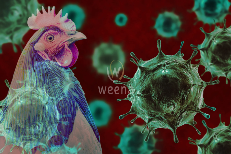 Bird Flu Outbreak in Brazil: Impact on Global Poultry Trade 7 1