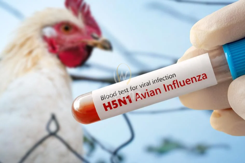 Bird Flu Outbreak in Brazil: Impact on Global Poultry Trade 6 2