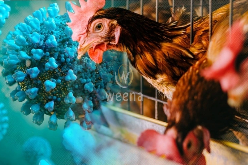 Bird Flu Outbreak in Brazil: Impact on Global Poultry Trade 5 3